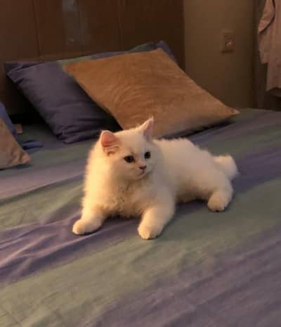 most cutest persian cat with brown eyes