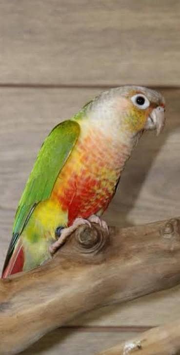 pineapple / yellow sided conure breeder pair