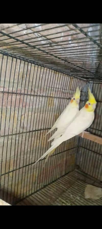 cocktail breeder pair