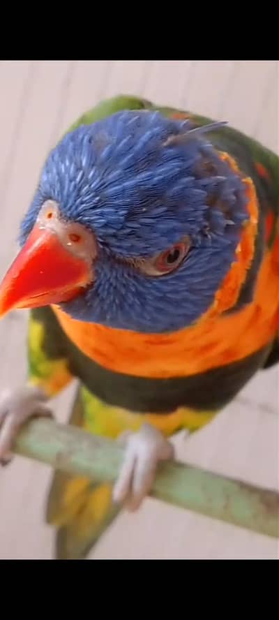 Hand taim lorikeet.
