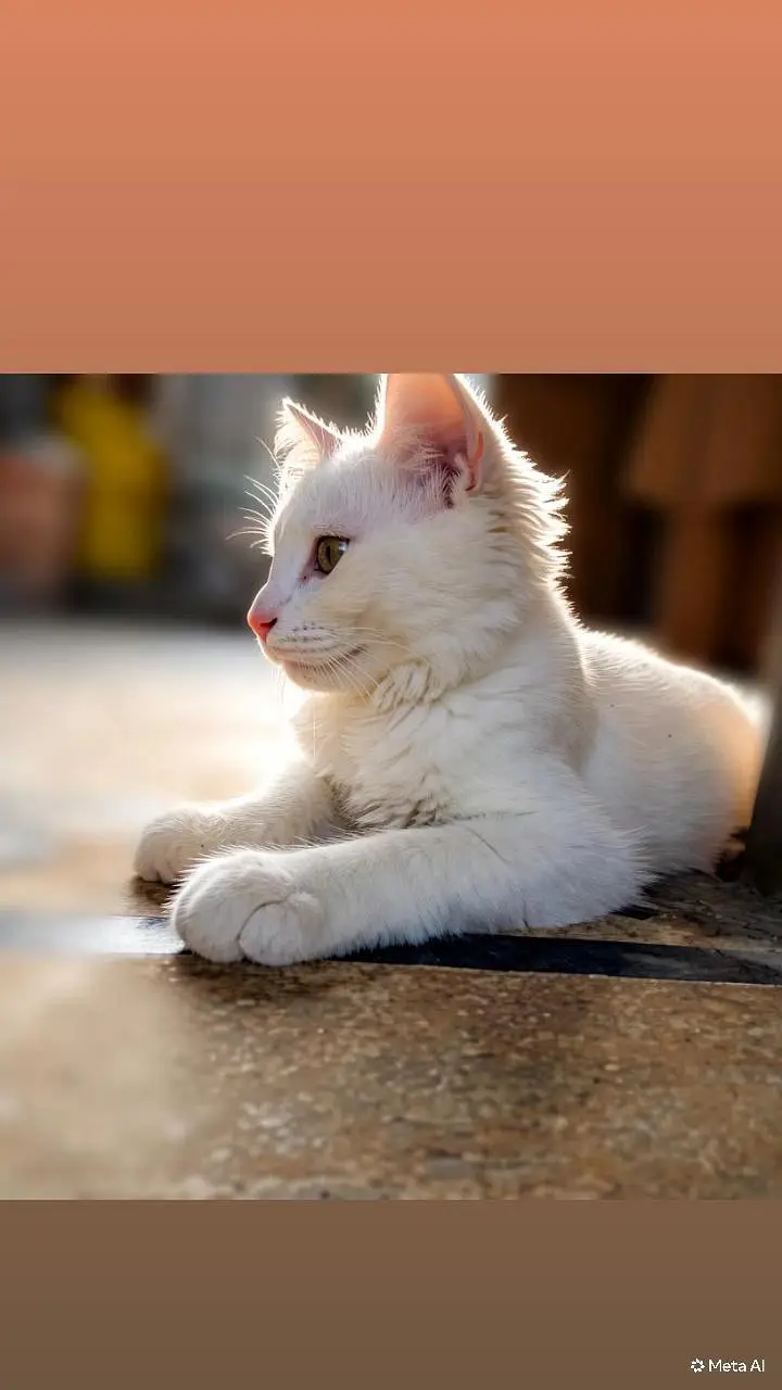 persion cat for sale well trained cat