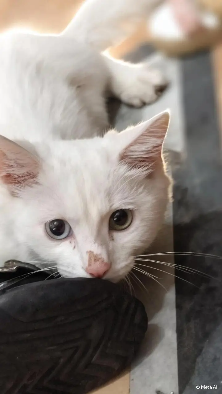 persion cat for sale well trained cat — photo 2