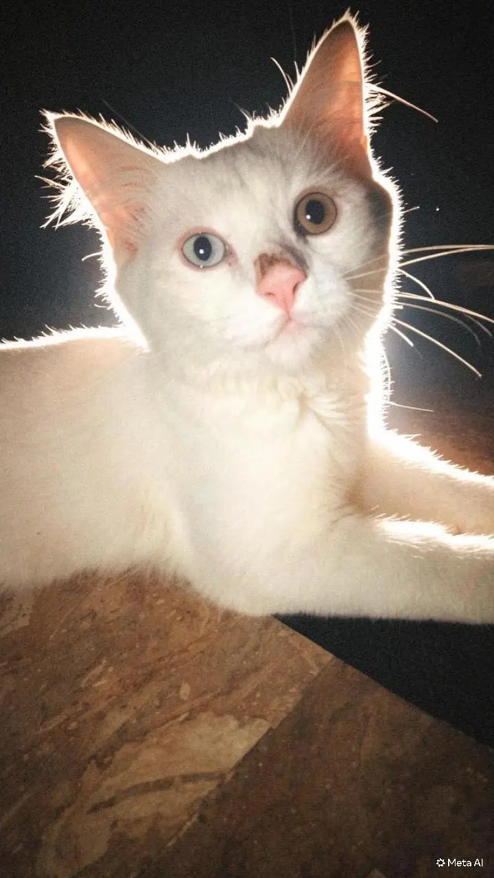 persion cat for sale well trained cat — photo 3