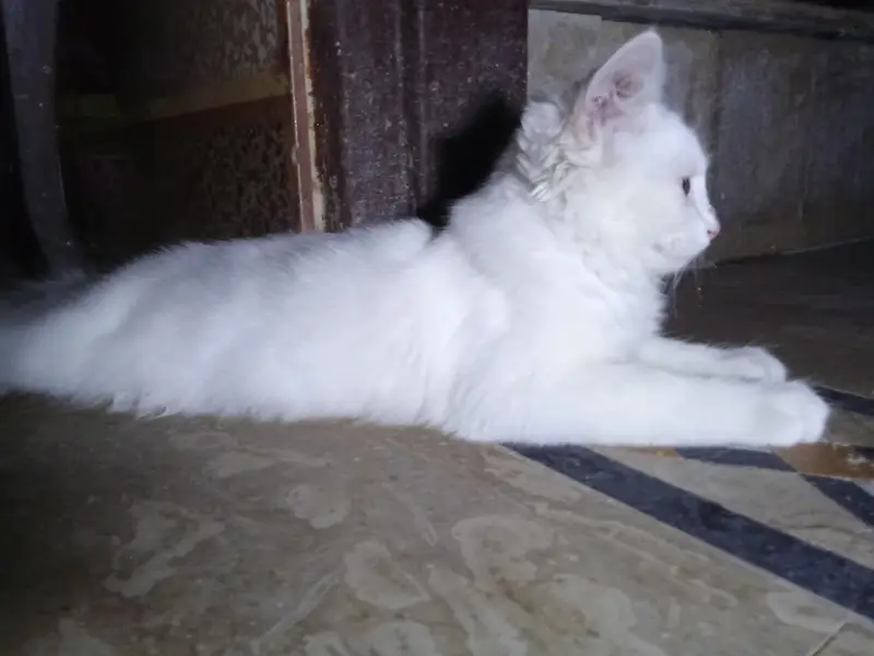 persion cat for sale well trained cat — photo 4