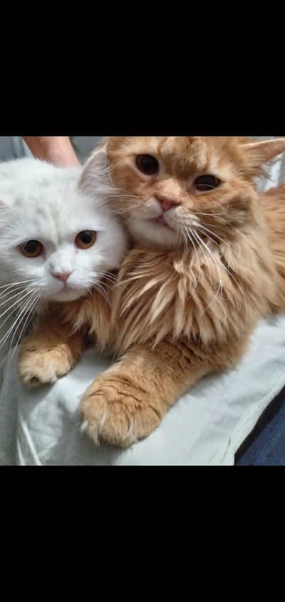 Persian pair cats