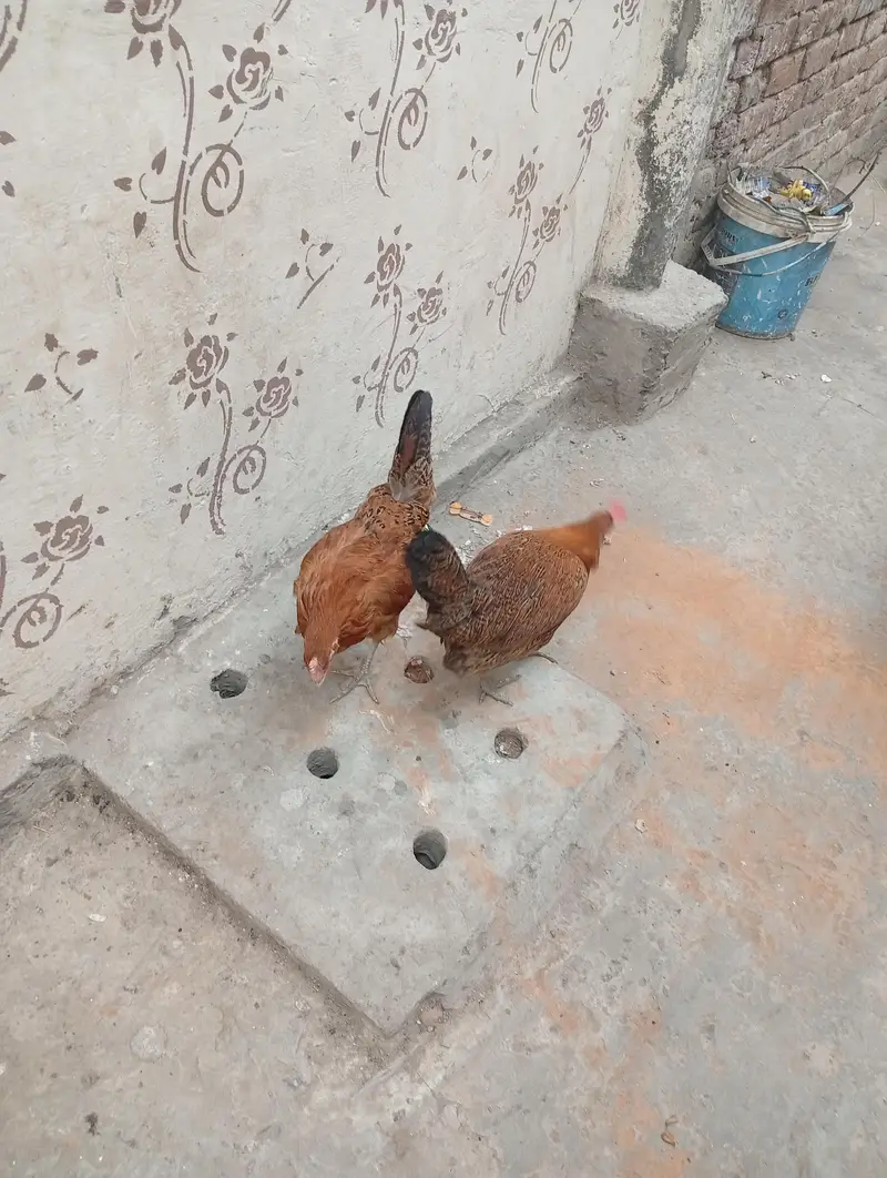 lohmnn brown pure male | breeder | ghar ka pala hua — photo 6