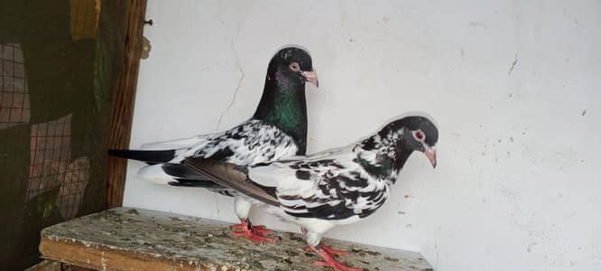 kamagar pair