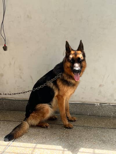 STOK DOUBLE COD GERMAN SHEFHERD