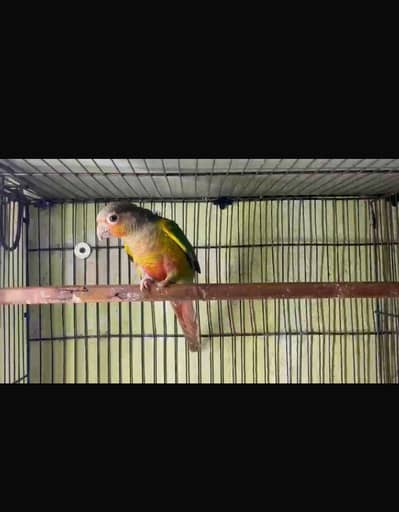 cnour breeder male with DNA high red factor mashallah
