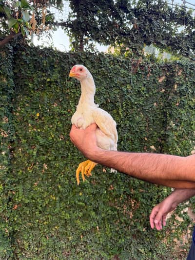 White shamo chicks Age Almost: 2.5 months
