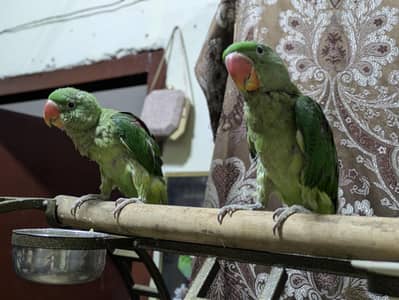 Raw parrot