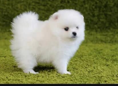 Pomeranian puppies for sale 2 month age Whatsapp no 03460455416
