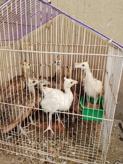 peacock ka bacha