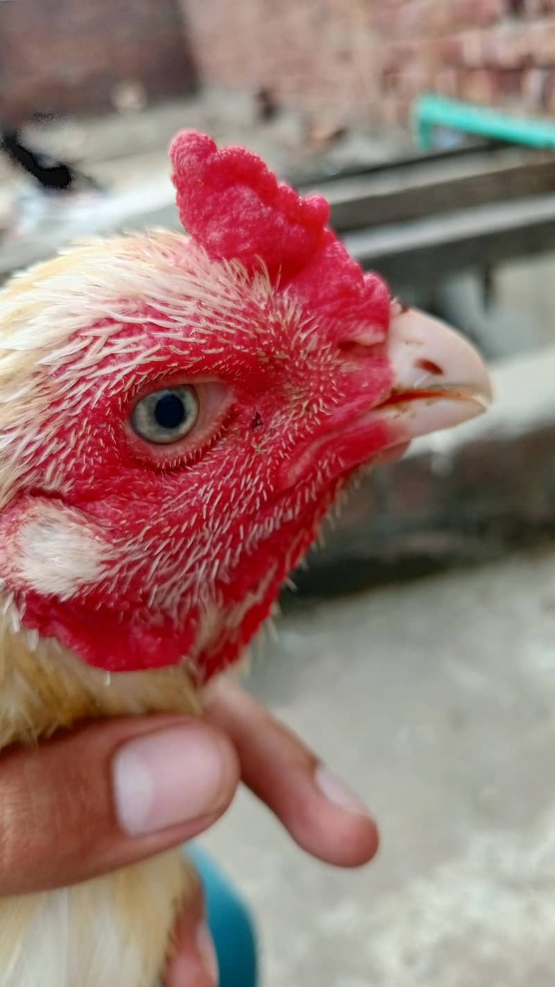 Aseel Mianwali | Aseel | chicks | Lakha | Cheena | Heera | Mushka 0