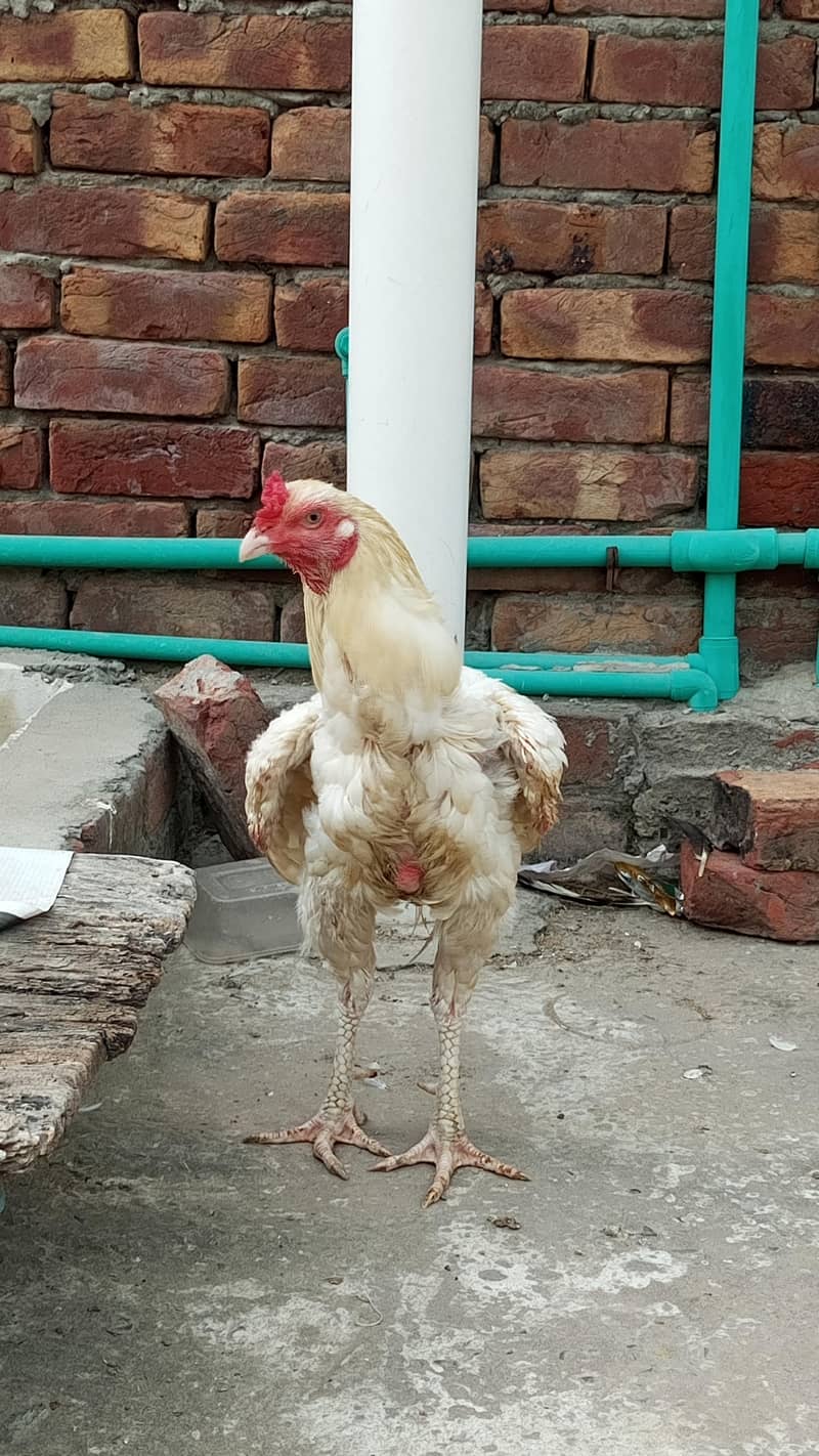 Aseel Mianwali | Aseel | chicks | Lakha | Cheena | Heera | Mushka 1