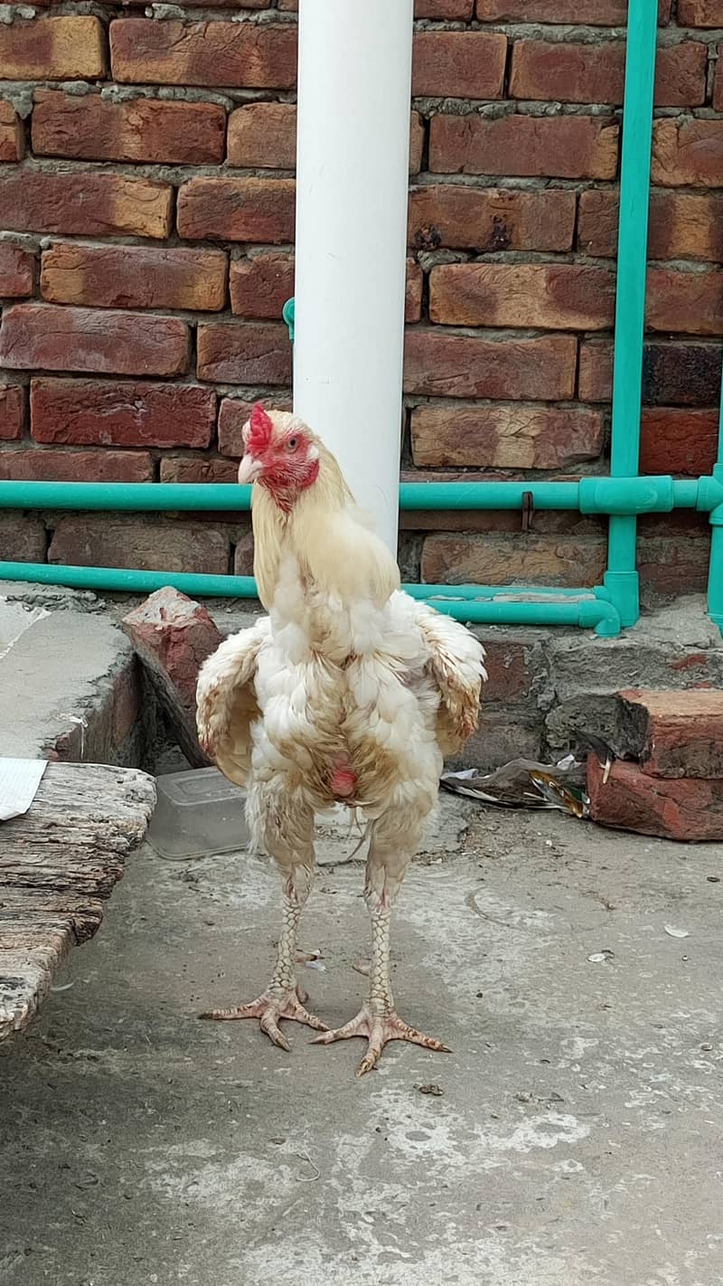 Aseel Mianwali | Aseel | chicks | Lakha | Cheena | Heera | Mushka 2