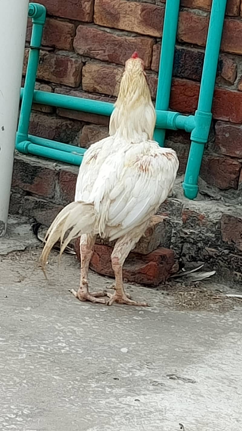 Aseel Mianwali | Aseel | chicks | Lakha | Cheena | Heera | Mushka 3