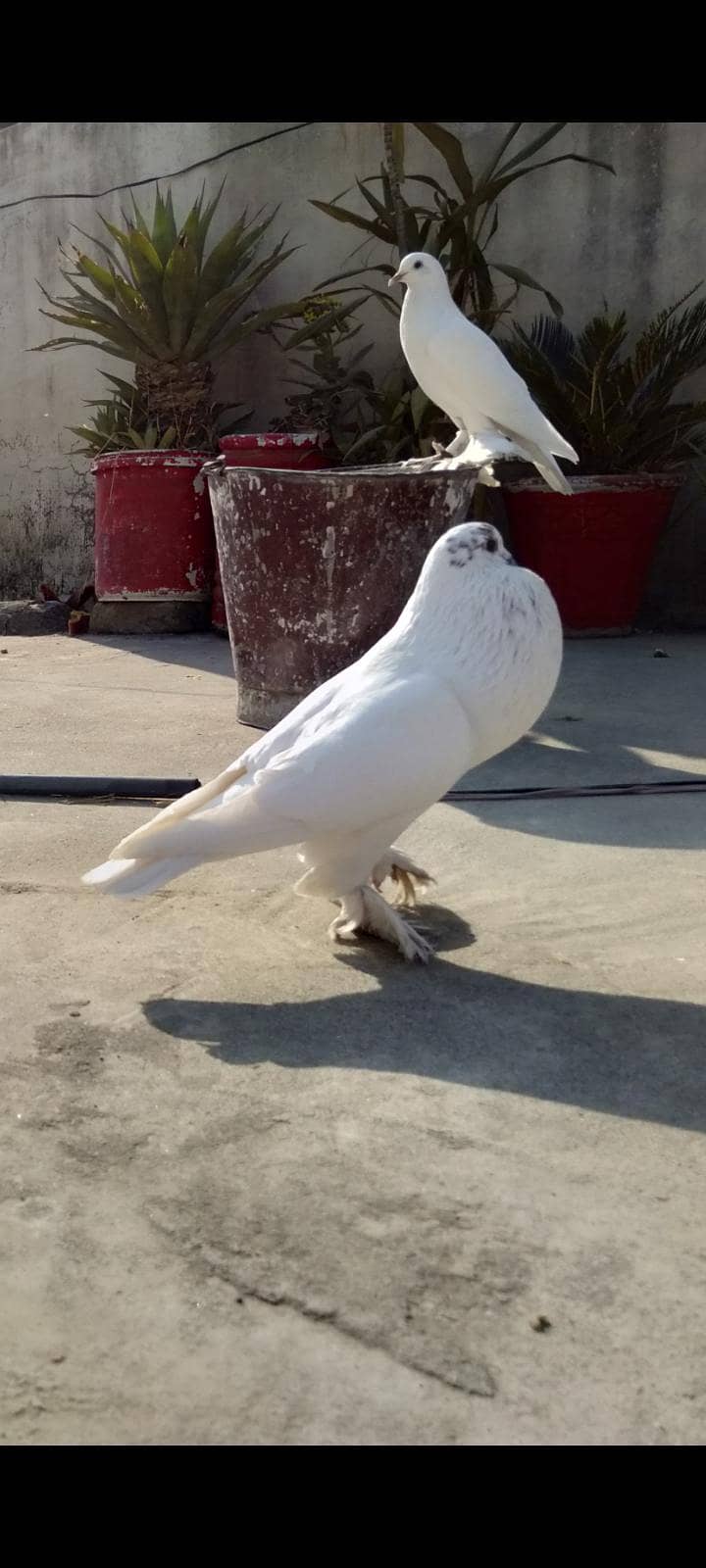 pouter / gubara pigeon 0