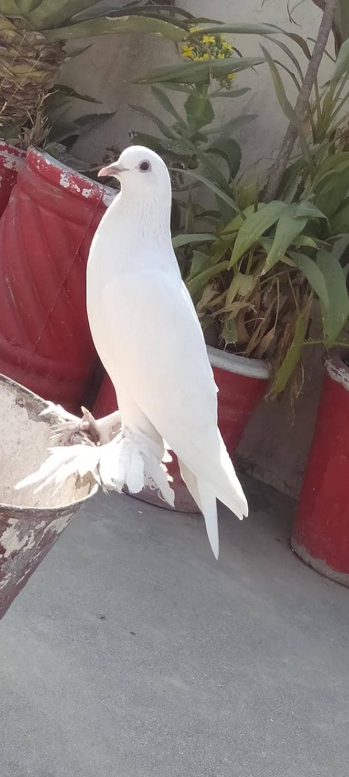 pouter / gubara pigeon 1