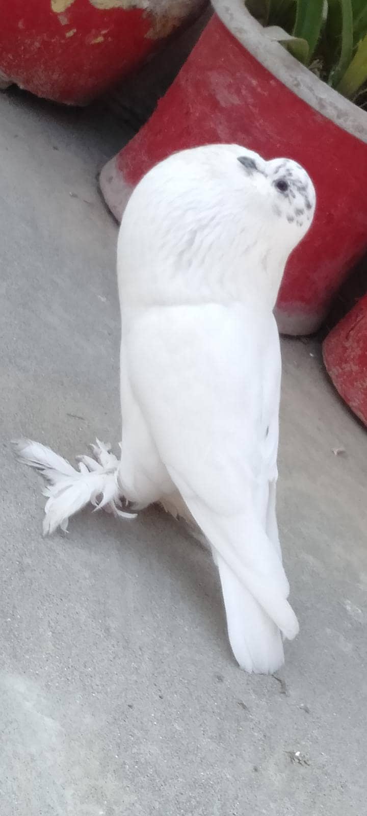 pouter / gubara pigeon 2