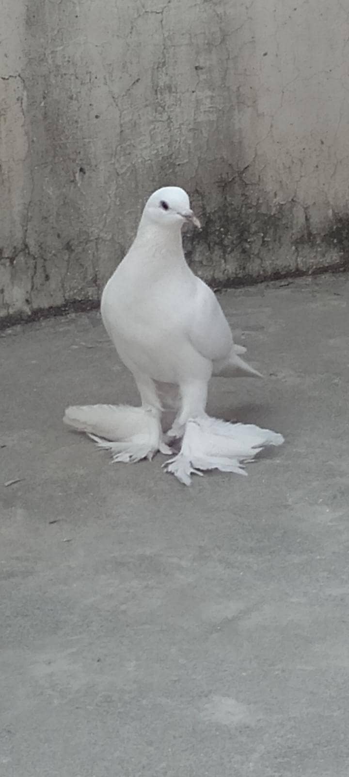 pouter / gubara pigeon 3