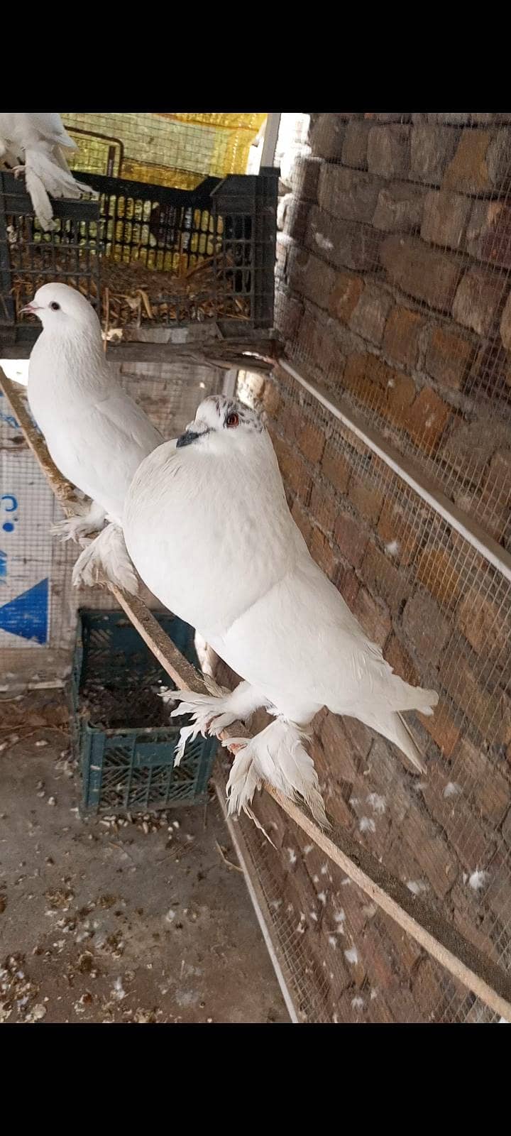 pouter / gubara pigeon 5