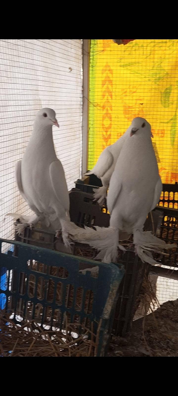 pouter / gubara pigeon 6