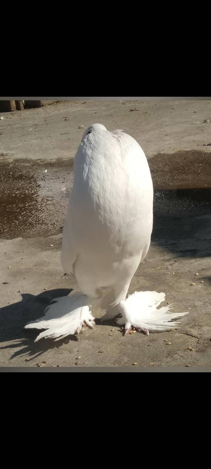pouter / gubara pigeon 7