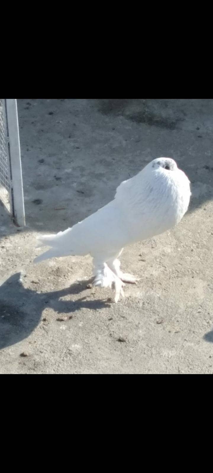 pouter / gubara pigeon 8
