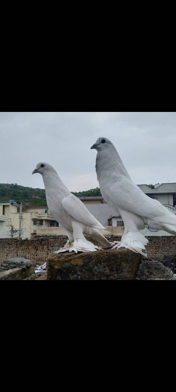 pouter / gubara pigeon 9
