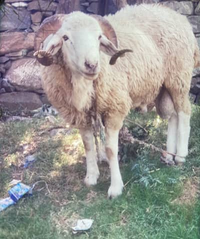 Sheep male for sale all Pakistan available