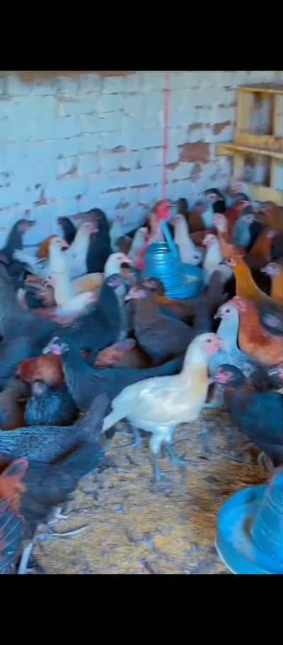 Golden Misri Murgiyan For Sale | Healthy Farm Fresh Stock