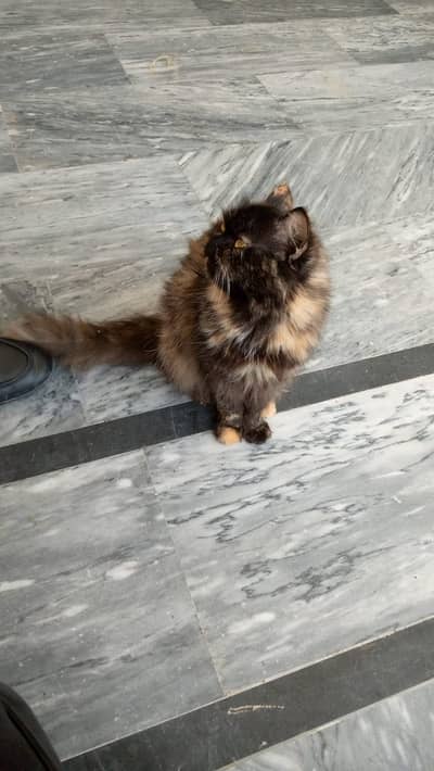 Himalayan Persian cat for sale