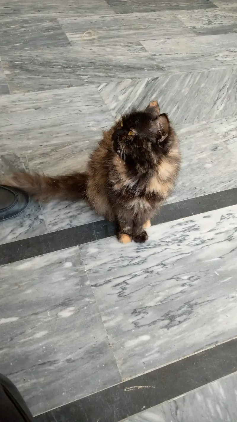 Himalayan Persian cat for sale