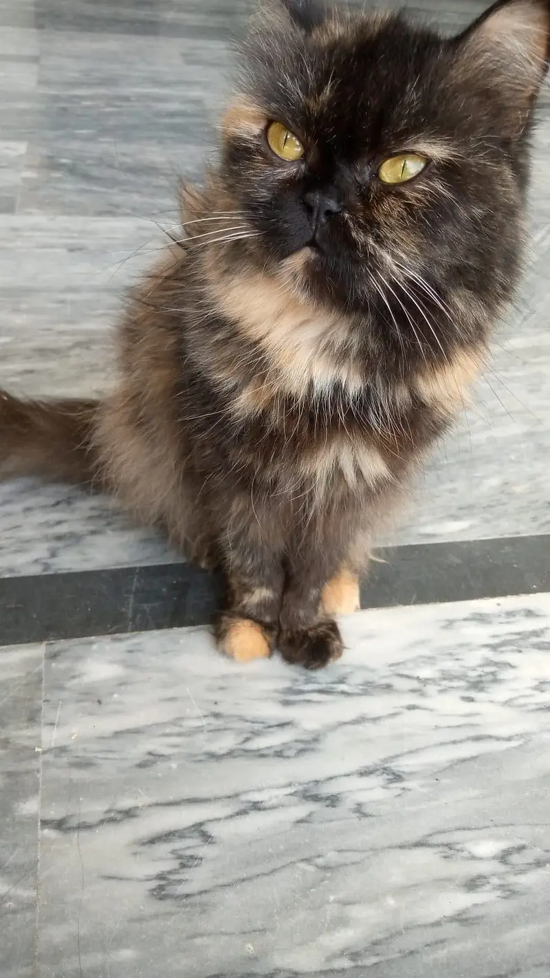 Himalayan Persian cat for sale — photo 2