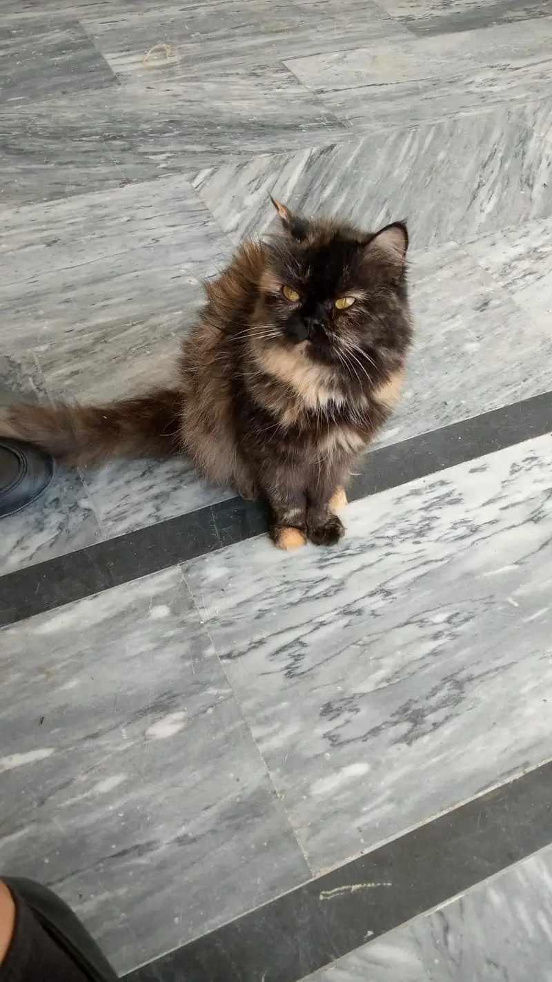 Himalayan Persian cat for sale — photo 3