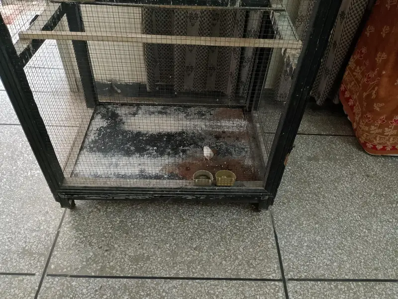 Birds (Parrots) Cage for Sale — photo 8