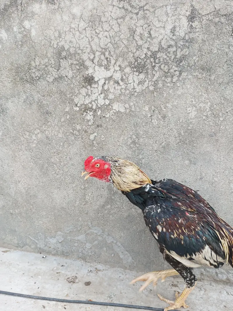 pure old blood aseel — photo 3