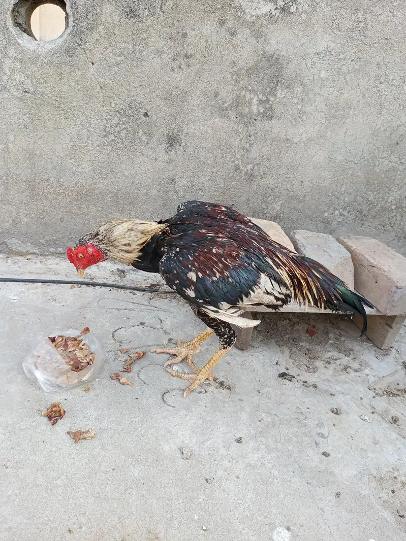 pure old blood aseel — photo 4