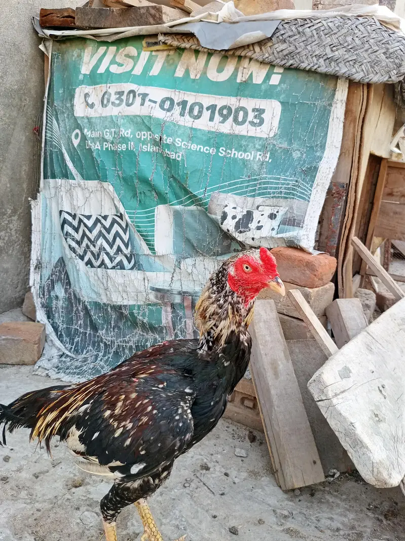 pure old blood aseel — photo 6