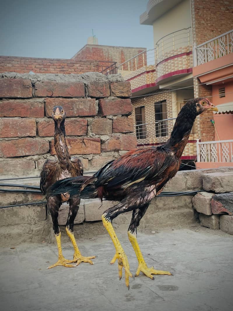 Aseel pair 4