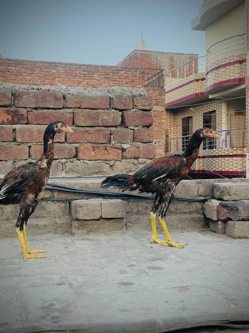 Aseel pair 5