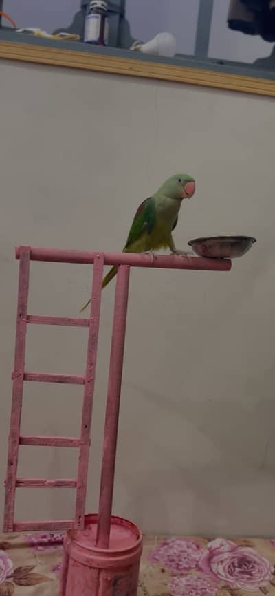 Raw parrot friendly