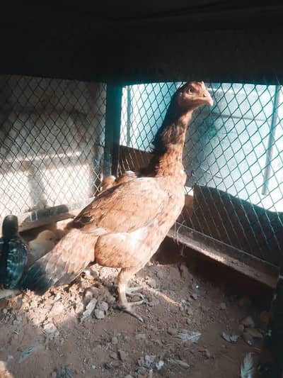 pure Aseel mianwali Hen For sale