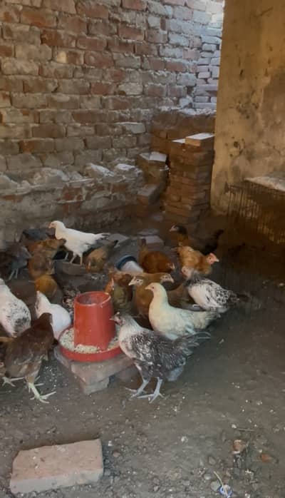 Golden Misri 4 Month pathi or/ 46 days chicks Available