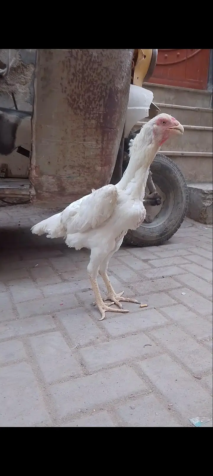 Shamo Female long height