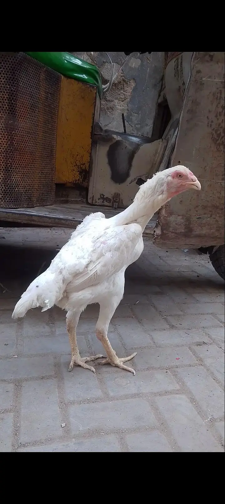 Shamo Female long height — photo 2