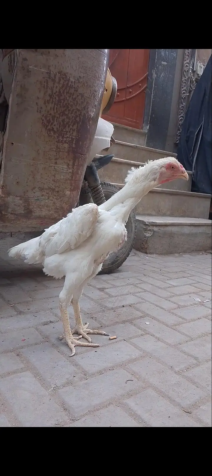 Shamo Female long height — photo 4