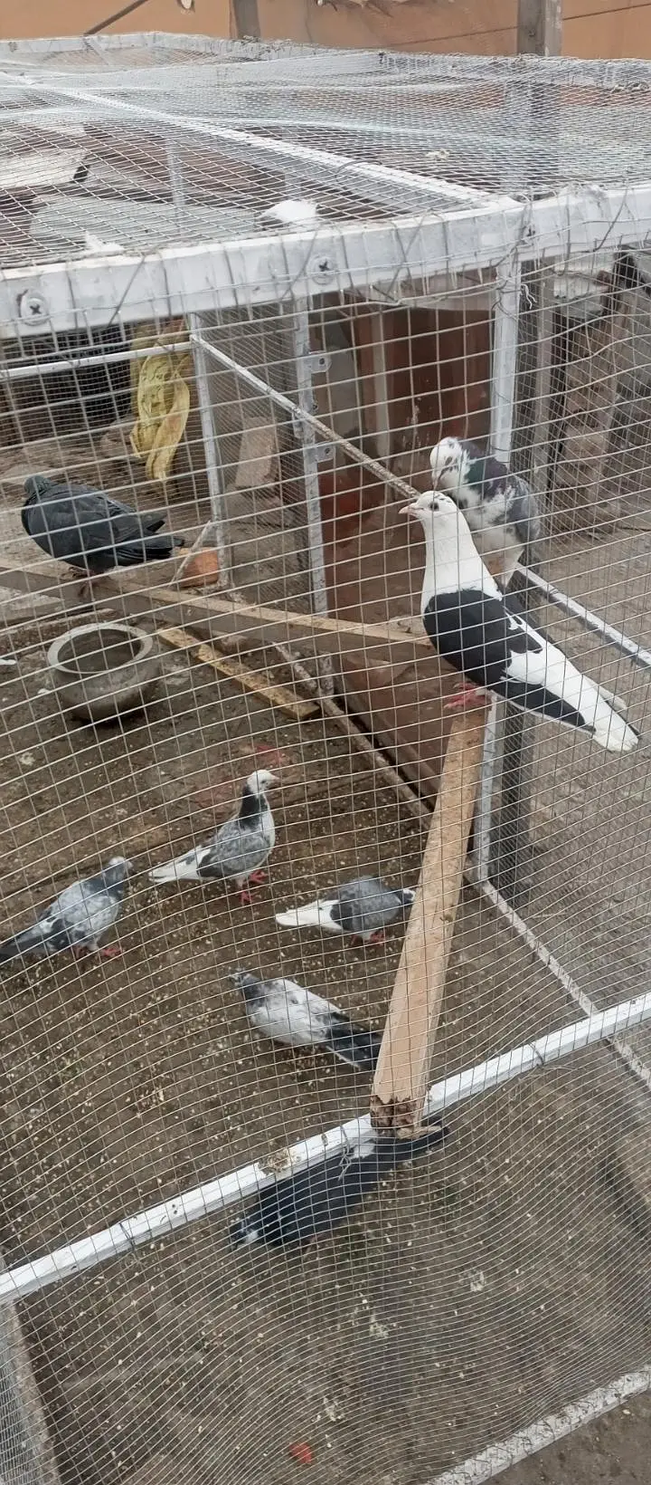 kabutar — photo 2