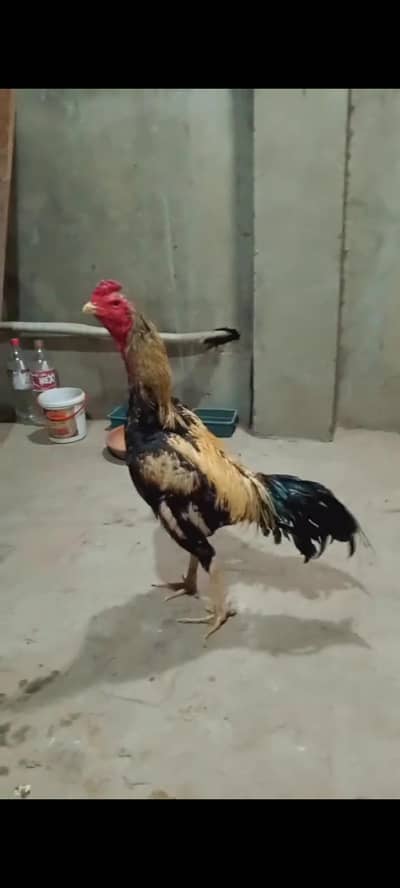 Aseel Murga for sale